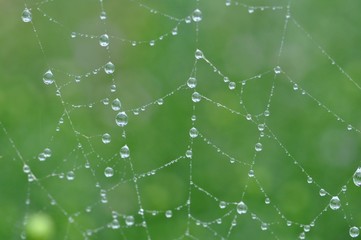 蜘蛛の糸に付いた雨の雫