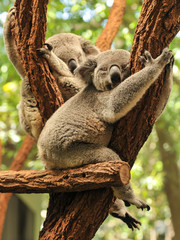 Sleeping koalas