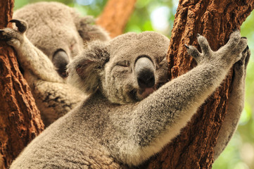 Sleeping koalas - obrazy, fototapety, plakaty