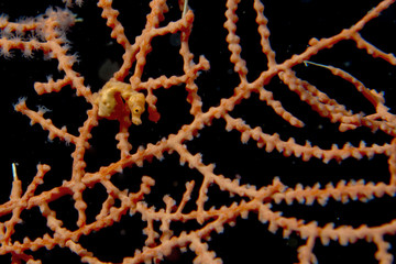 Pigmy Sea Horse the smallest in the world  in Philippines
