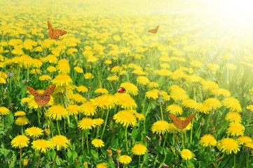 dandelions with butterflies