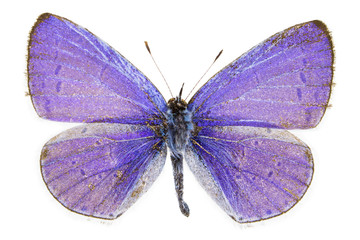 Celastrina argiolus (Holly Blue)