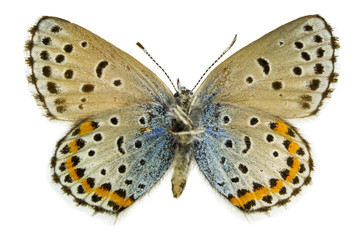 Pseudophilotes bavius (Bavius Blue)