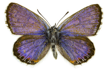 Pseudophilotes bavius (Bavius Blue)