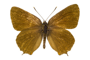 Satyrium ilicis (Ilex Hairstreak)