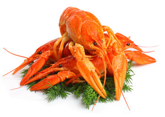 Group of red lobsters with garnish isolated on white