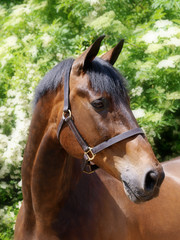 Obraz premium Bay Horse Head Shot