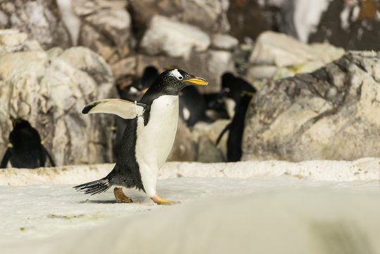 Running Penguin