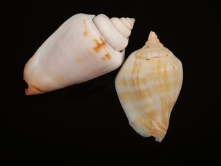 seashell