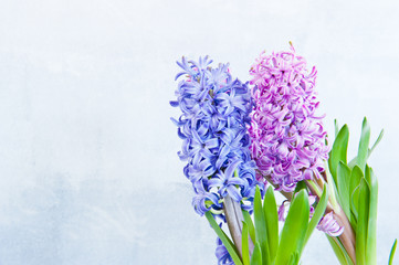 Obraz premium Hyacinths