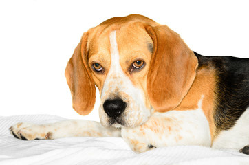 laying beagle portrait on white