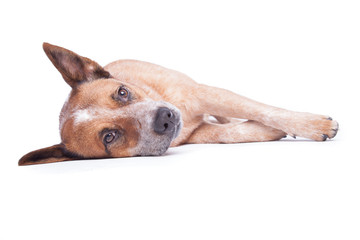 Hund liegt mit offenen Augen