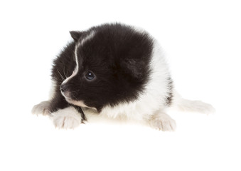 Obraz premium Portrait of pomeranian spitz