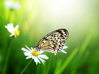 Exotic butterfly on daisy flower