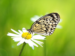 Exotic butterfly on daisy flower