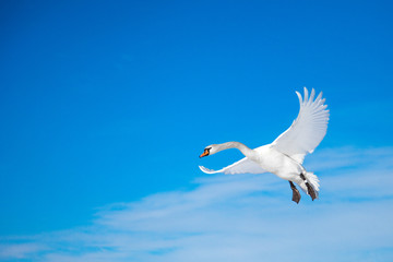 White swan flying in the blue sunny sky