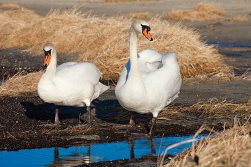 Two white swans walking near the lake