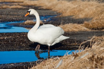 Obraz premium One white swans walking near the lake