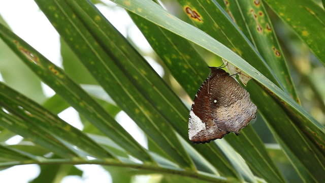 Butterflies out of pupa