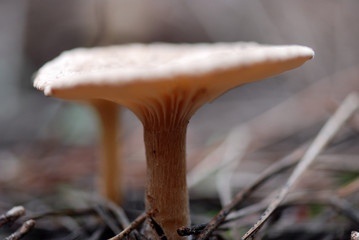 SETAS DE ANDALUCÍA. ESPAÑA 