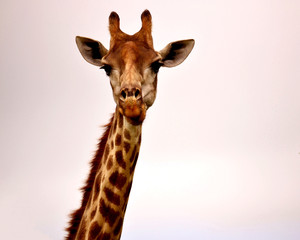 Obraz premium Giraffe
