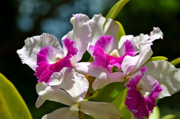 Cattleya Hybrid Orchid in Singapore Botanic Garden