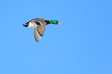 Anas platyrhynchos, Mallard.