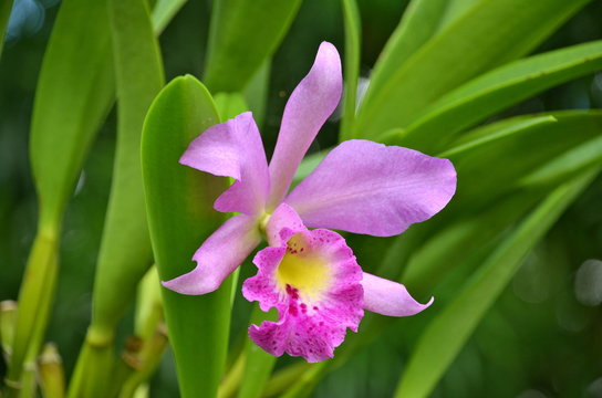 Pink Orchids in Singapore Botanic Garden