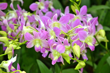 Obraz na płótnie Canvas Kolorowe Orchidee w Singapurze Ogród Botaniczny