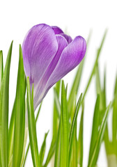 Fototapeta na wymiar Piękna wiosna krokus kwiat kwitnący