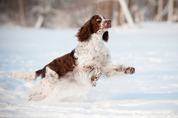 springer spaniel dog jumping and running in the snow