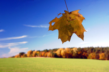 Jesiennny pejzaż z liściem