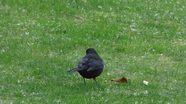 Amsel