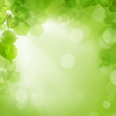 Fototapeta na wymiar Tło z zielonych liściach, latem lub sezon wiosna