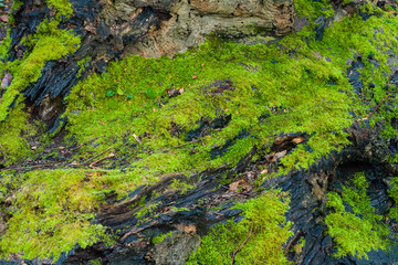 tree moss