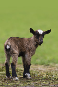 Brown baby goat