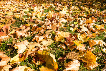 herbstblätter