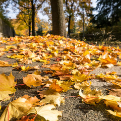 herbstblätter auf bürgersteig