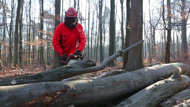 Professionelle Baumzerlegung