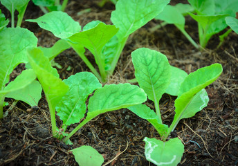 organic vegetable plantation