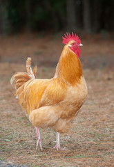 Parading rooster