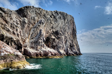 Fototapeta na wymiar Bass Rock w Szkocji