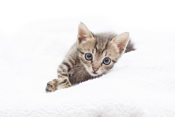 Fototapeta na wymiar kitten laying in a white blancket