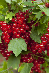 red currant