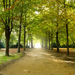 weg im park
