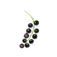 Blackcurrant