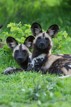 African Wild dog
