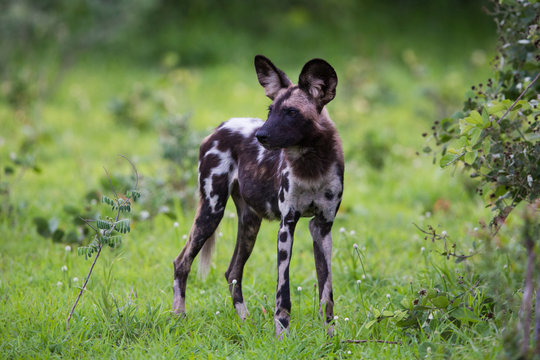 African Wild dog