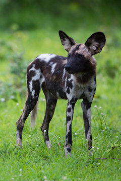African Wild dog