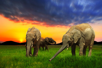 Fototapeta na wymiar Słonie o zachodzie słońca